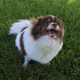 Illustration for article titled 39 *Scratchy Scratchy* Photos of Dogs
